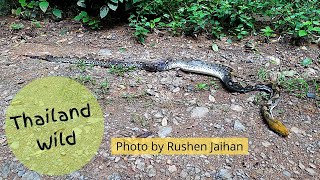 Big reticulated python found dying in Kaeng Krachan NP, Thailand