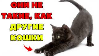 23 MYSTERIOUS Facts About BLACK Cats The Internet Doesn't Want You to Know