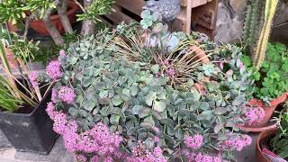 Sedum Sieboldii - Erba Teresina