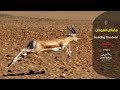 مقناص السودان.. ( عبدالله العمير )hunting the deer