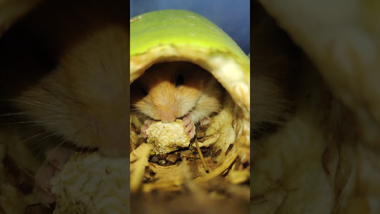 cute hamster 🥰 #shorts #s#hamster