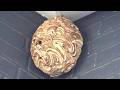 郡山市でスズメバチ駆除- ２階の軒下に終焉を迎えつつあったスズメバチの巣！ Hornet Nest Removal