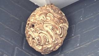 郡山市でスズメバチ駆除- 2階の軒下に終焉を迎えつつあったスズメバチの巣! Hornet Nest Removal