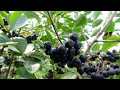 Karadeniz'in yeni meyvesi 'Aronya'da ilk hasat