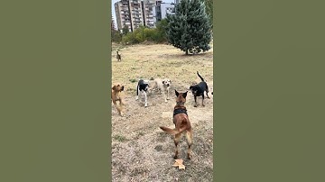 Belgian shepherd malinois don