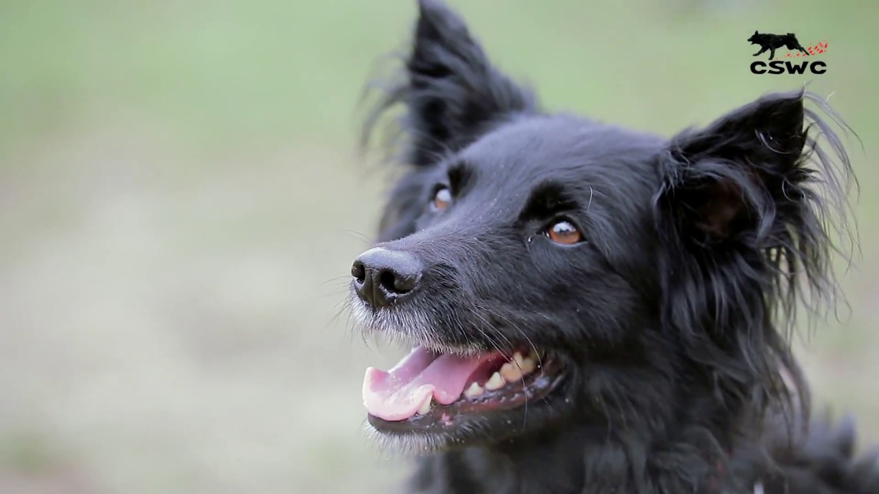 1st Croatian Sheepdog World Championship