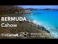 Live Endangered Bermuda Cahow - Ocean View | Nonsuch Expeditions | Cornell Lab