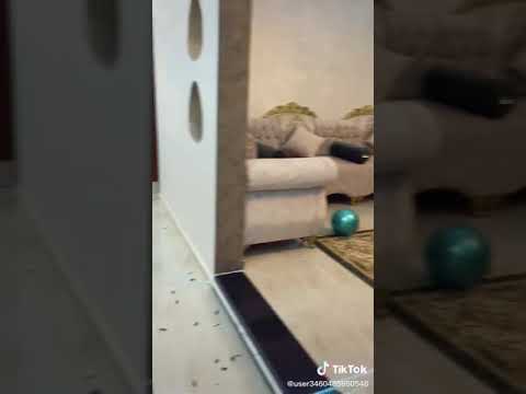 تبارك الرحمن شقة شاب صرماني ليبيا 