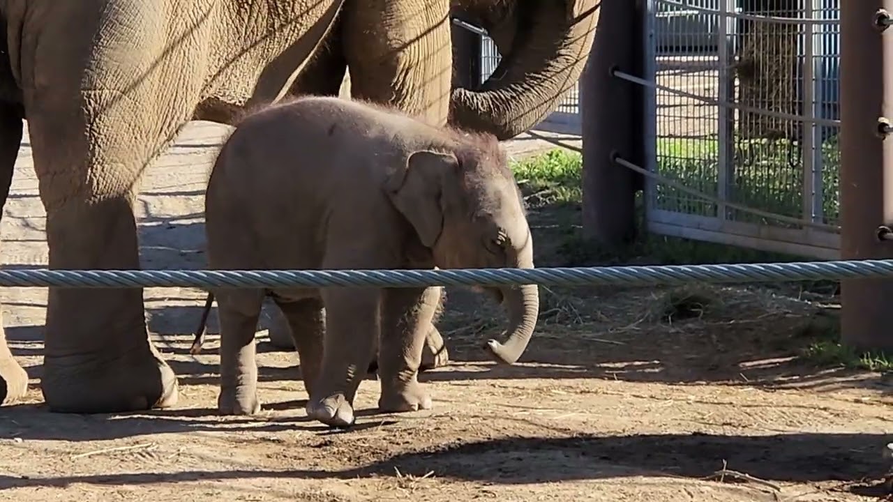 Baby elephant makes funny faces at her fans