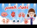 أنشودة أعضاء الجسم للأطفال        