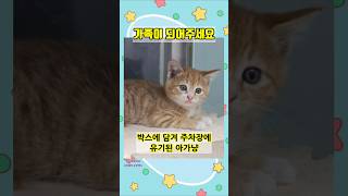 박스에 담겨 주차장에 유기된 아깽이 (충남 보령 유기동물 보호소)