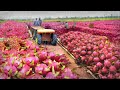 We produce 640,000 tons of dragon fruit on this farm! Agricultural miracle!