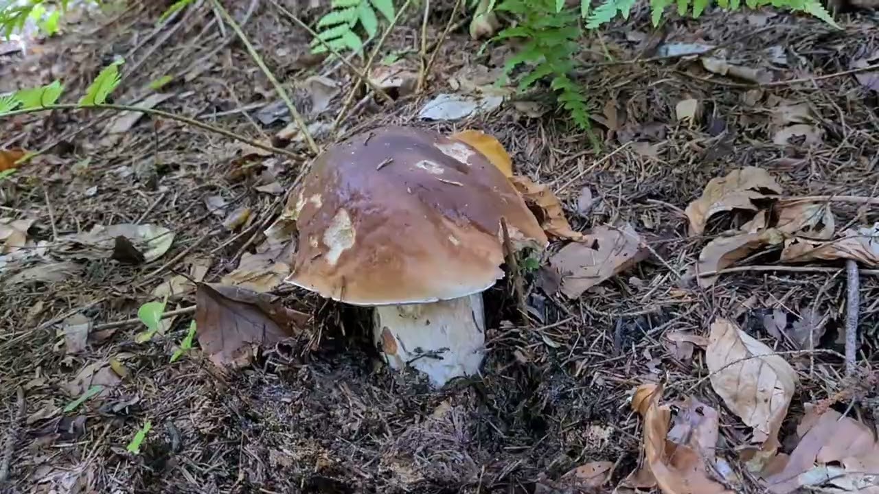 Le 06/10 Prospection en montagne pour les tricholomes prétentieux et craterellus tubaeformis