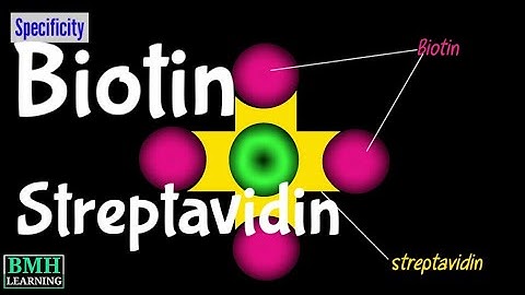 Biotin Streptavidin Labelling | Biotin-Streptavidin Interaction |