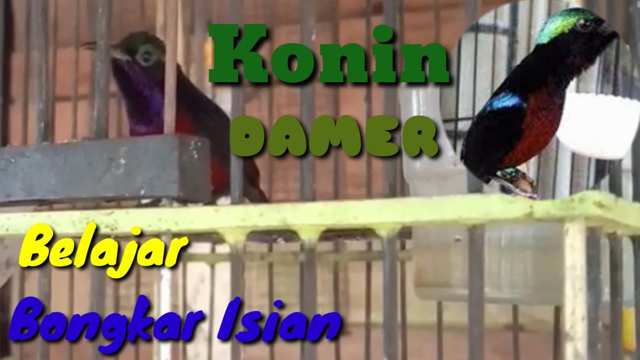 SUARA BURUNG KOLIBRI NINJA GACOR , BELAJAR BONGKAR ISIAN 