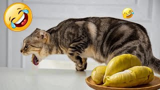 Funny Dogs, Cats and Animals Videos 2023 😎Most Trending Animal Videos #50