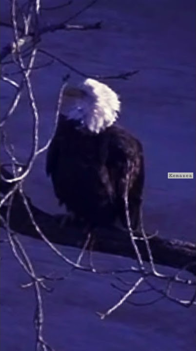 Eagle flies from far away to meet his brother