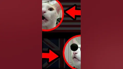 Video 11448211: uk british, american, usa cat, talking
