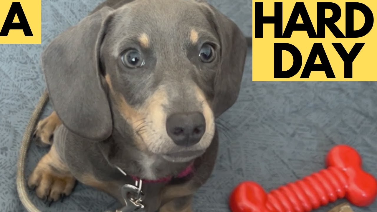 Hard day of a Miniature Dachshund puppy - 11 weeks old - YouTube