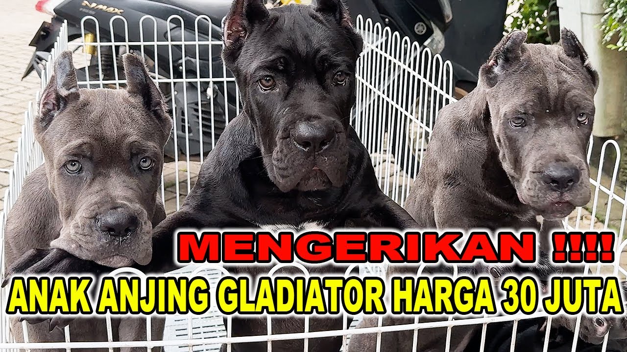 Makin Ngeri Anak Anjing Gladiator Harga 30 Juta - Cane Corso Italian Mastiff