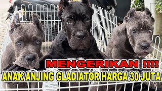 Makin Ngeri Anak Anjing Gladiator Harga 30 Juta  Cane Corso Italian Mastiff