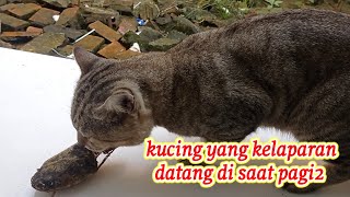 kucing gemoy yang sangat jinak sekali by CAT FAMILY 60 views 3 weeks ago 4 minutes, 29 seconds