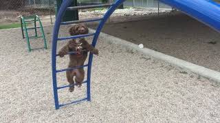 Spanish Water Dog climbs monkey bars