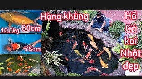 Chia Sẻ Bộ Lọc Chuẩn Nuôi Cá Koi - Hồ Cá Koi Nhật Nuôi Toàn Hàng Khủng Đẹp.Hồ Của A Tài ở Thái Bình.