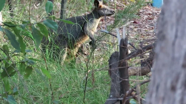 Swamp Wallaby mother with joey in pouch