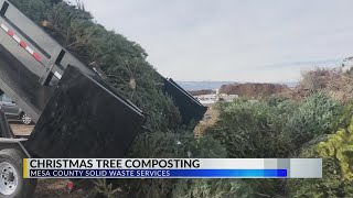 Christmas Tree Composting