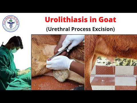 Videó: Az Urolithiasis Progresszív és Fájdalommentes Kezelési Módszere