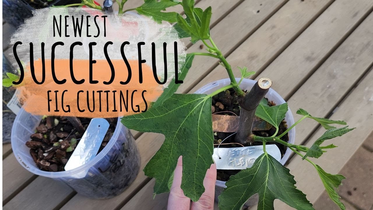 Newest successful fig cuttings. A look at tropicals moved outdoors and
