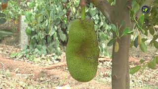 ಹುಲುಸಾಗಿ ಬೆಳೆದ ಹಲಸು | Jack fruit