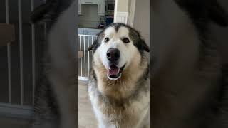 Jenson the Alaskan malamute chat