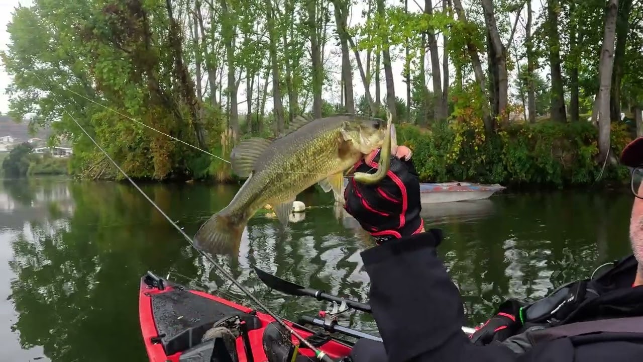 Pesca ao Achigã no rio Douro