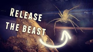 REHOUSING my HUNTSMAN SPIDER ~ Method of Caution !!!