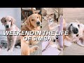 [PUPPY VLOG] Weekend in the life of my GOLDEN RETRIEVER! 🐾🥺