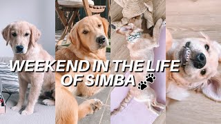 [PUPPY VLOG] Weekend in the life of my GOLDEN RETRIEVER!