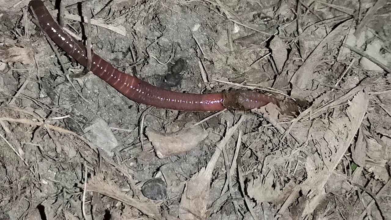 Страшные червяки из игр. Червяков убийц. Червяков убийц. Инопланетянин червяк the visitor. Трехметровый червь земляной.