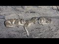 Very rare of 4 snow leopards  recent sighting by spiti united