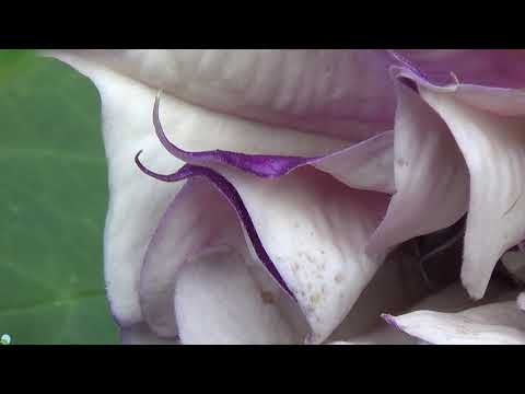 Angel's Trumpets 10-12-2018 | Organic Slant