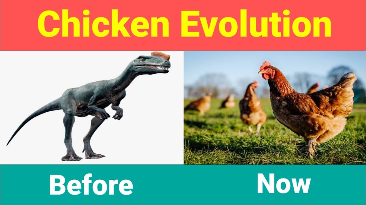 Chicken Evolution YouTube