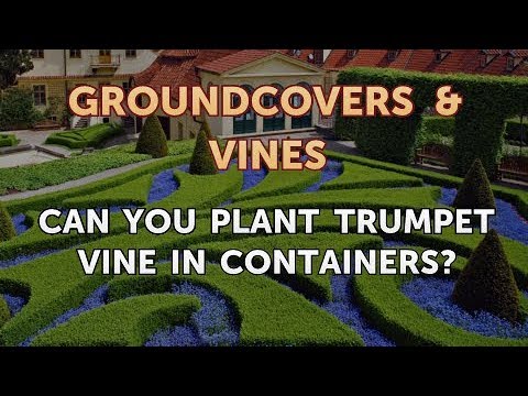 Video: Container Grown Trumpet Vine Plants - How To Grow Trumpet Vine In A Container