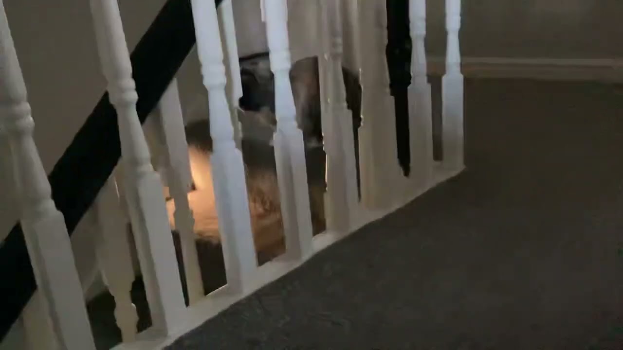 Snickers playing around (READ DESCRIPTION)