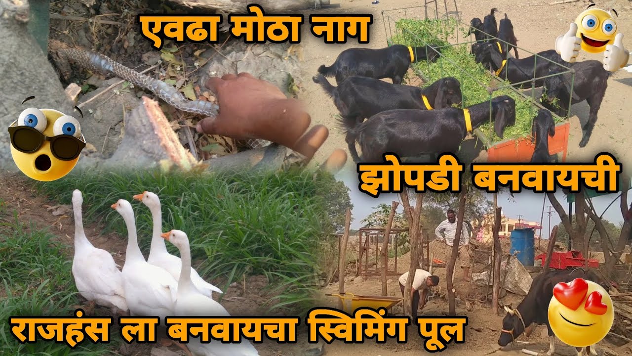 एवढा मोठा साप निघाला | राजहंस ला बनवला स्विमिंग पूल | Village vlog