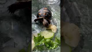 Baby Tortoise Eats His First Meal🥺❤️