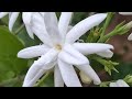 Doyel  is live বন্ধুদের valobasa roilo