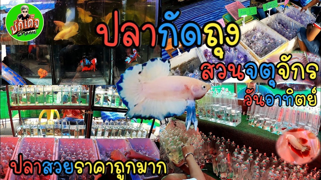 ปลากัดตลาดจตุจักร | วันอาทิตย์ |ปลากัดถุงราคาถูกมาก | EP. 30