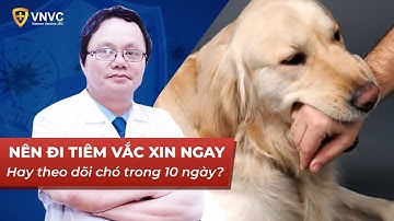 Bị chó cắn nên theo dõi 10 ngày hay đi tiêm ngừa dại ngay? | VNVC