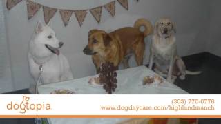Dogtopia Highlands Ranch | Pet Daycare & Boarding in Highlands Ranch